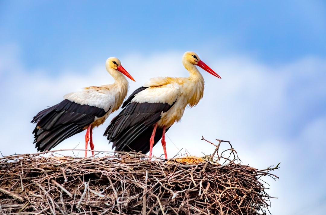 white stork on nest during daytime