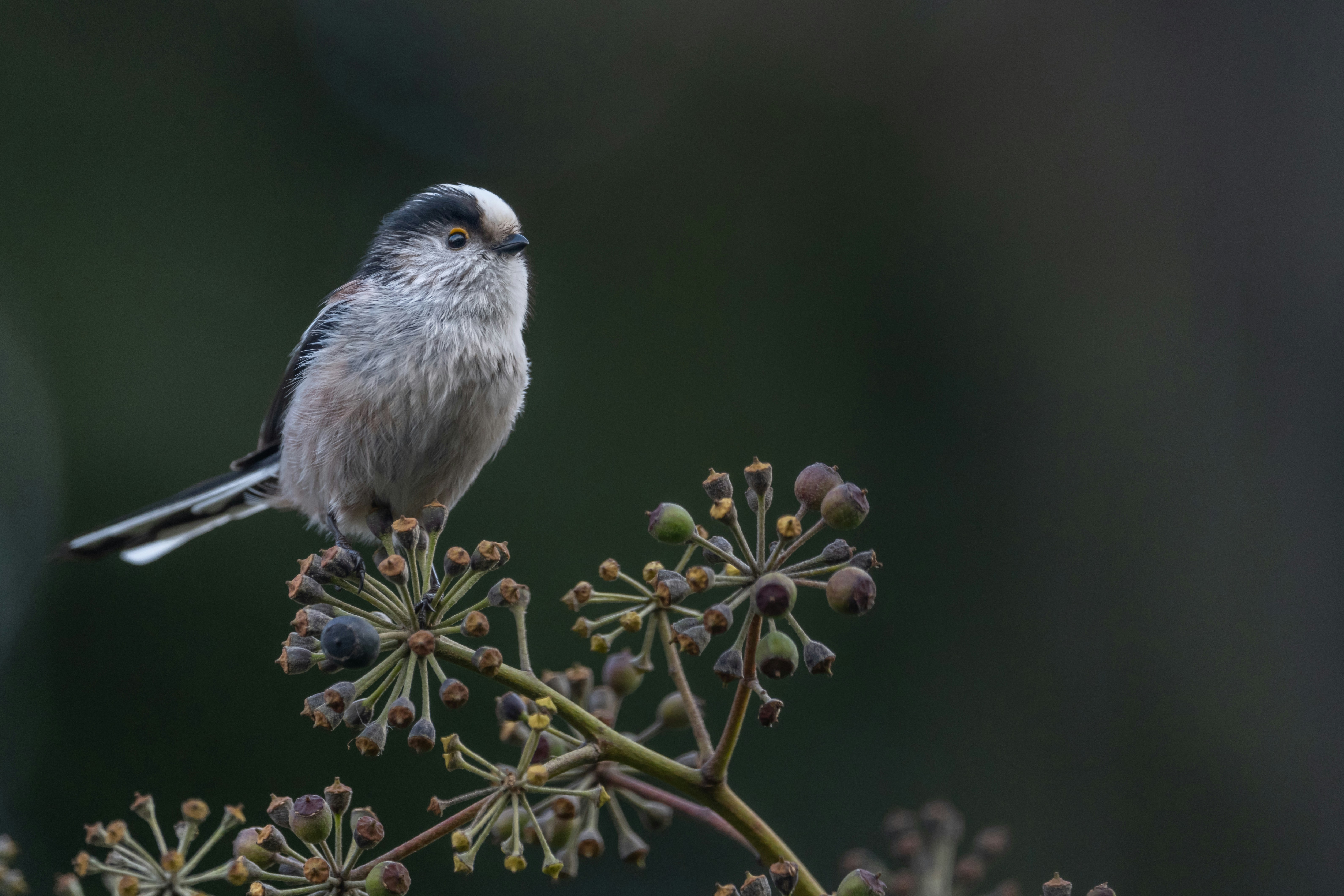 Photo by vincentvanzalinge