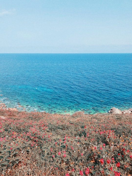 body of water near green grass during daytime in Gozo Malta