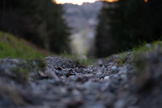 Close-up of rugged running shoes on a rocky path with blurred green foliage.