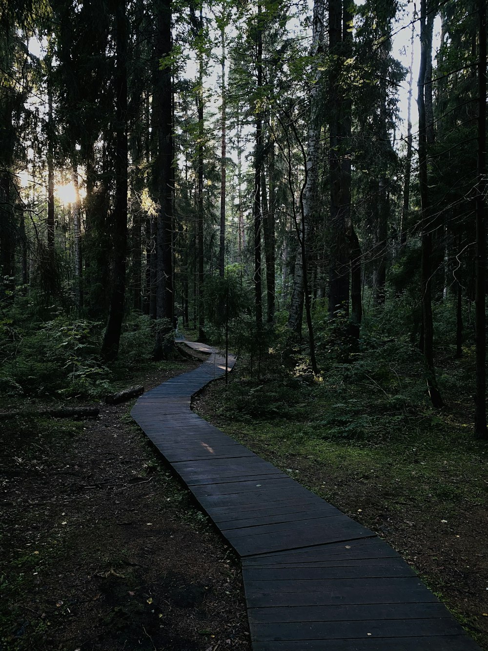 brown wooden pathway in the woods