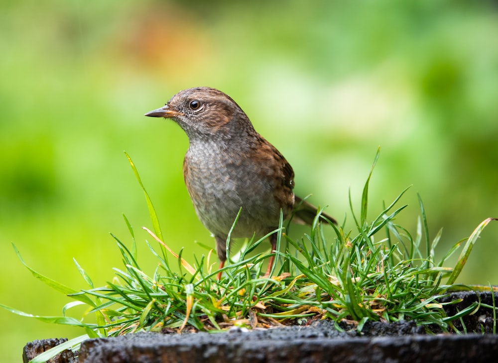 brown and white bird on green grass during daytime