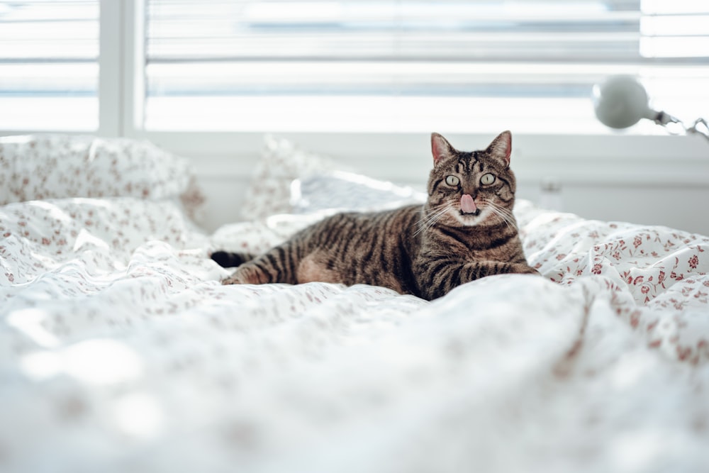 brown tabby cat lying on white textile