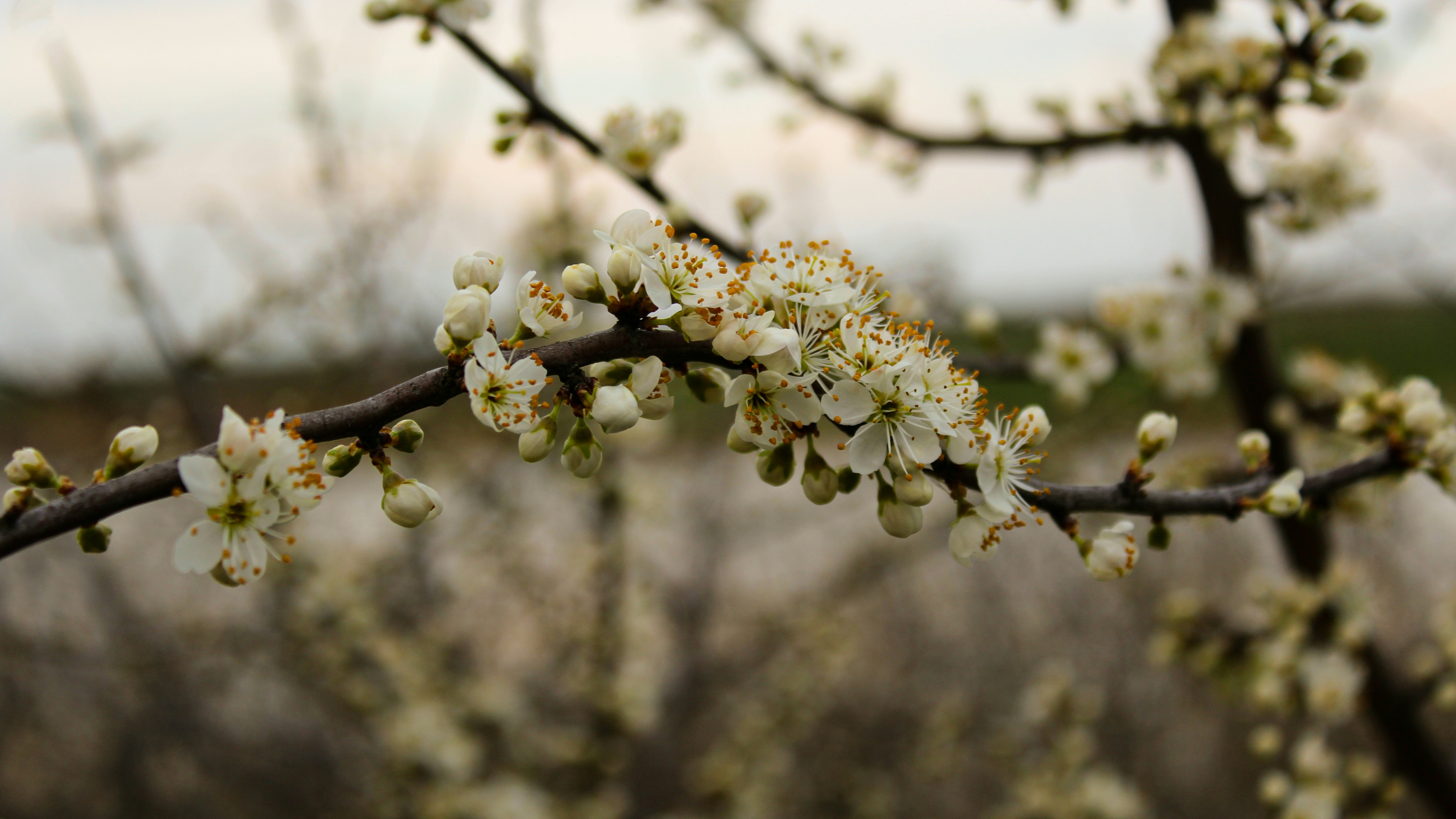 Photo by czapp_botond