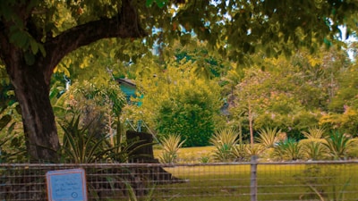 A beautiful forest garden with diverse plants.