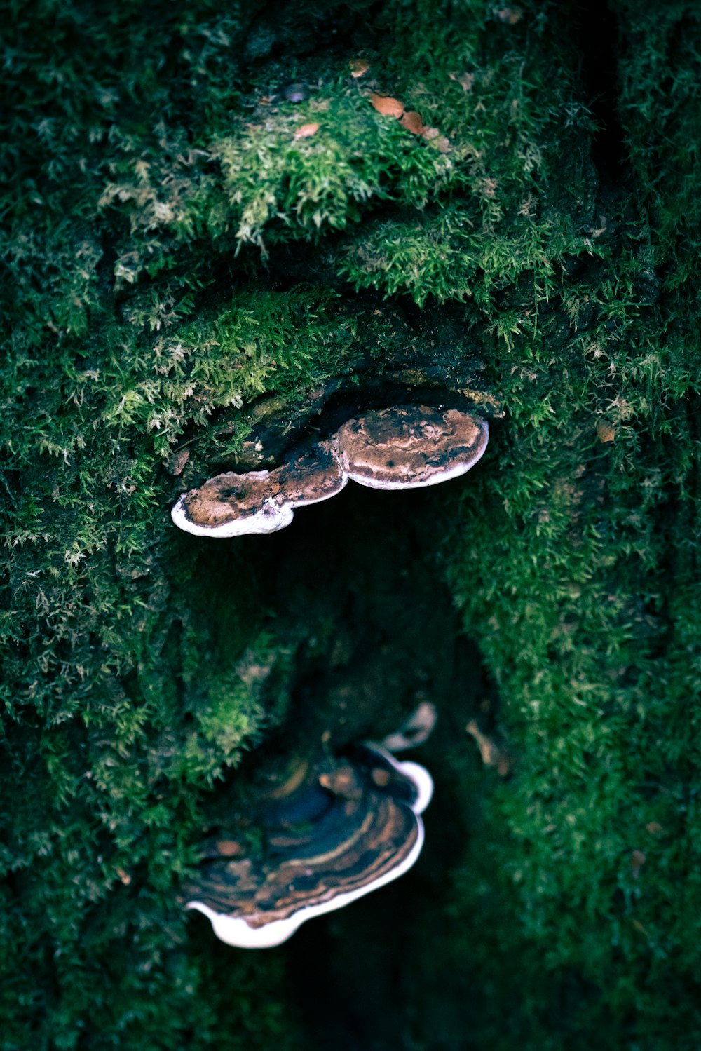 white and brown mushroom on green moss