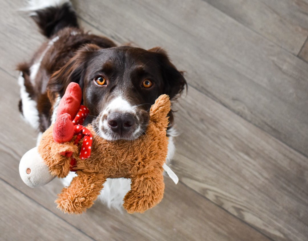 black and white short coated dog on brown bear plush toy,