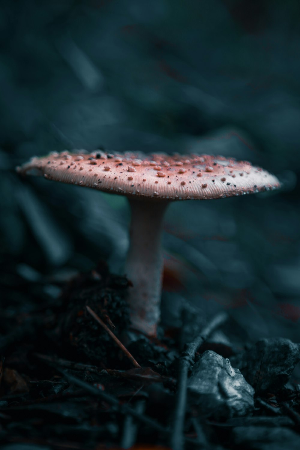 white mushroom in close up photography