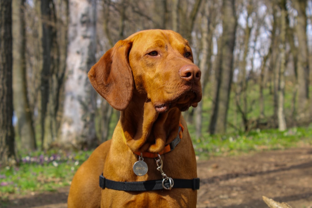 brown short coated dog with black collar