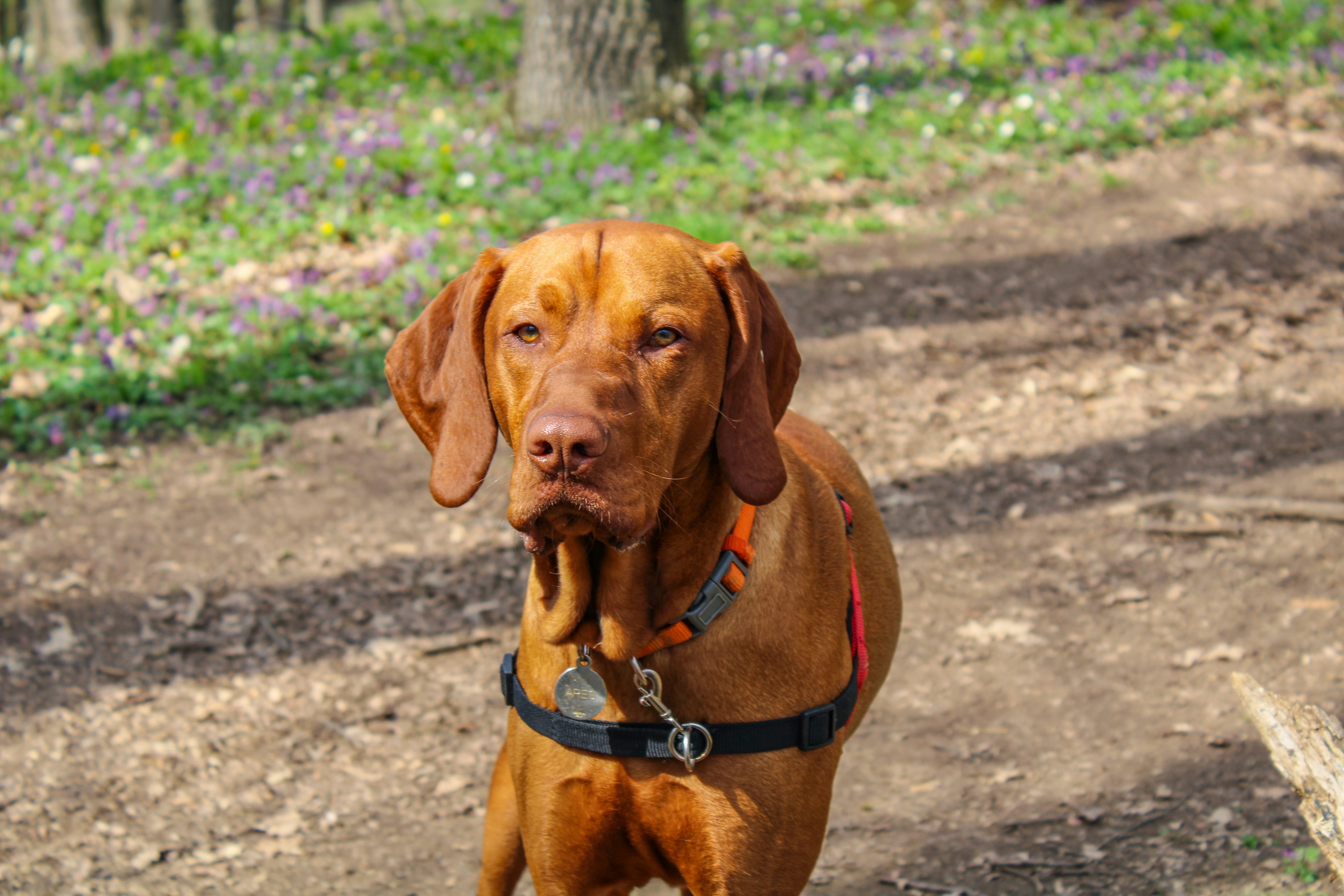 Are vizslas good with other dogs