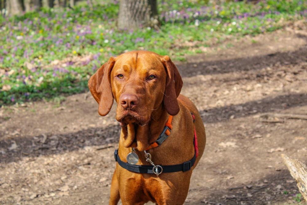 brown short coated medium sized dog