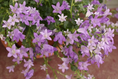 Vibrant violet flowers in a variety of pastel shades arranged in a decorative pot