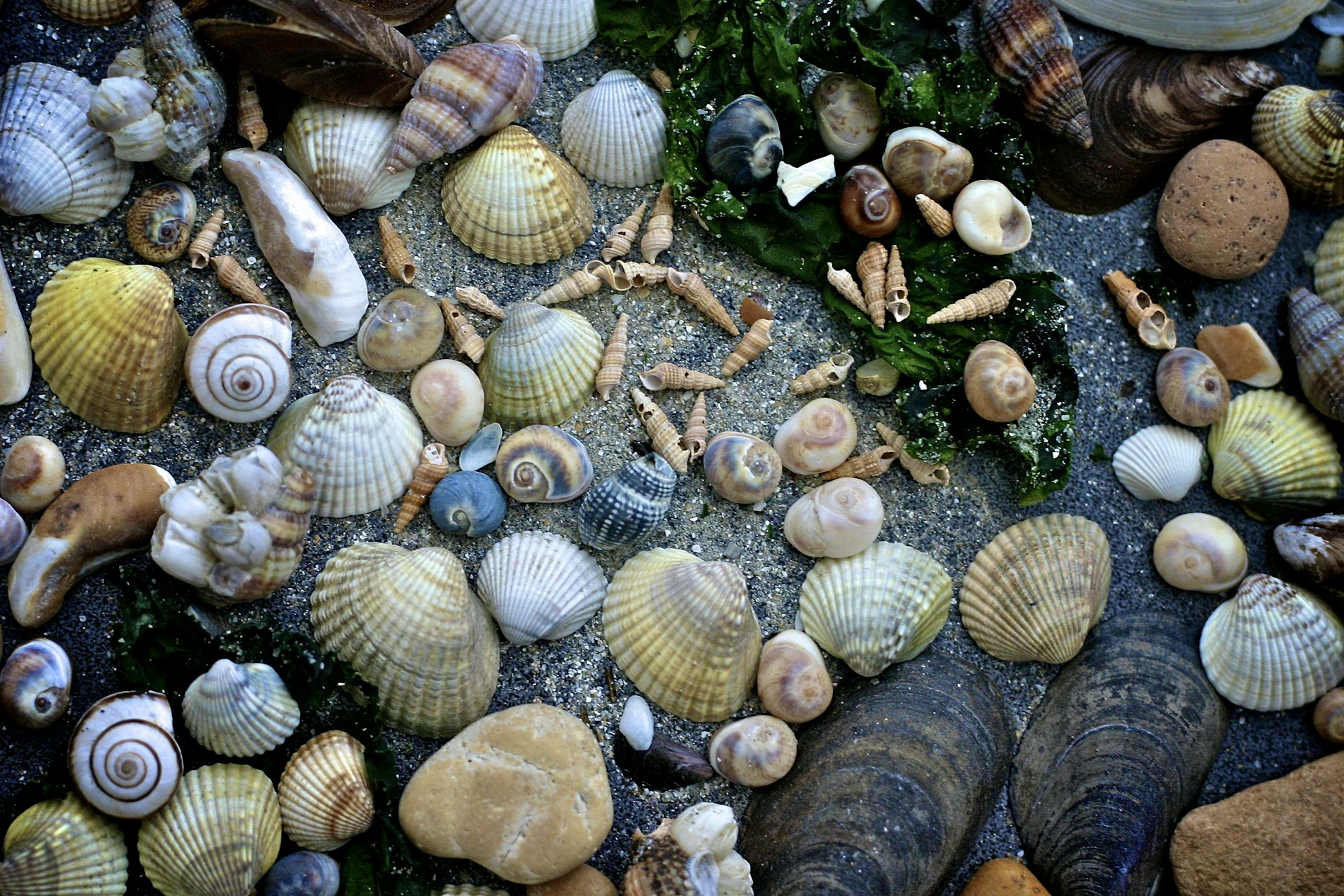 white and brown seashells on green grass