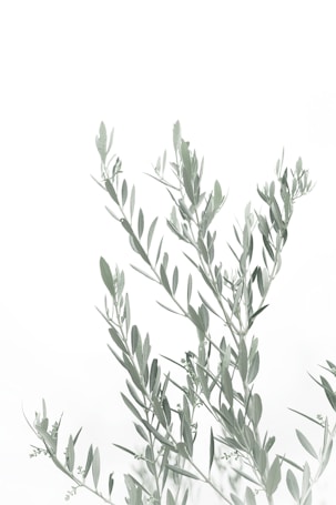Delicate, slender green leaves and stems against a minimalistic white background create a serene and natural aesthetic.