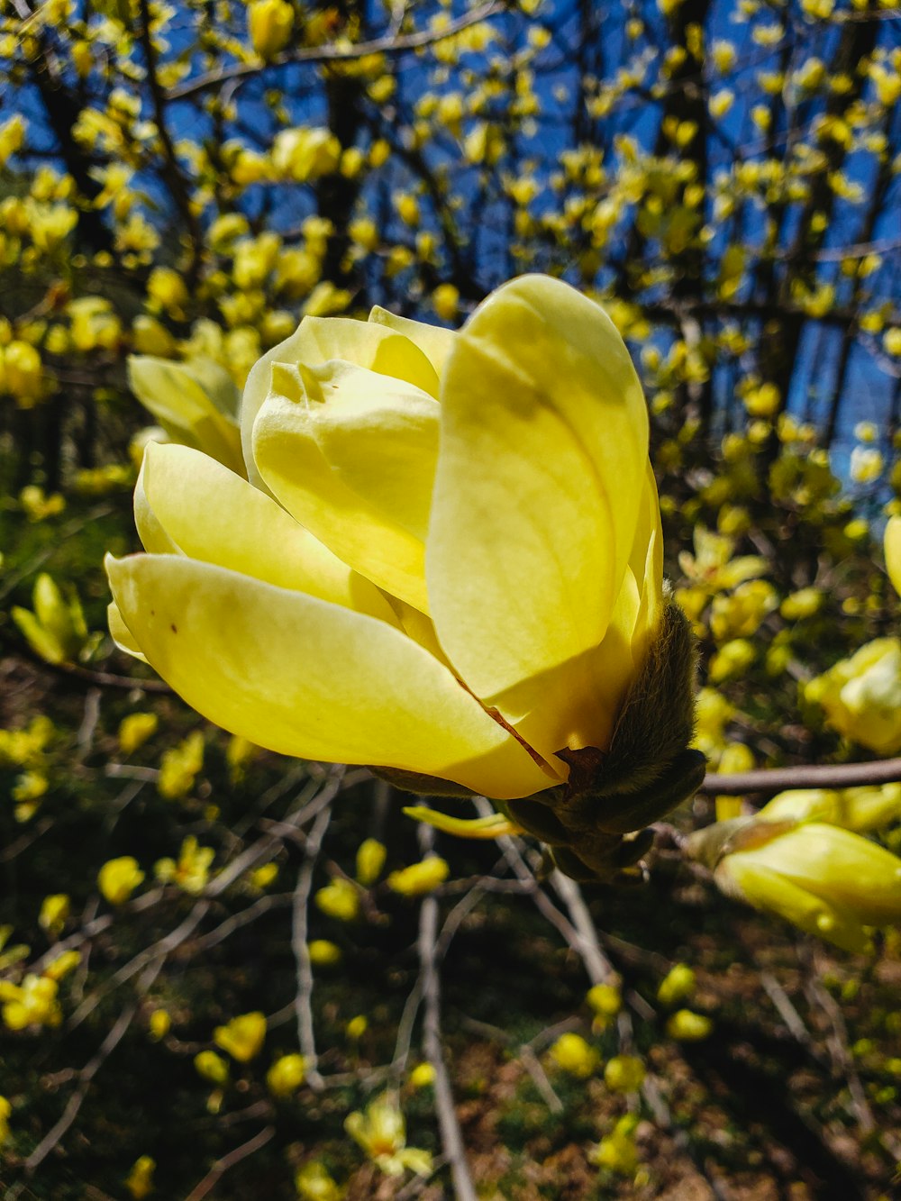 yellow flower in tilt shift lens