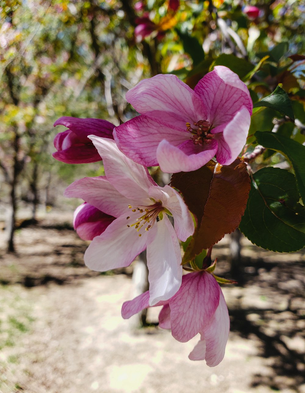 pink flower in tilt shift lens