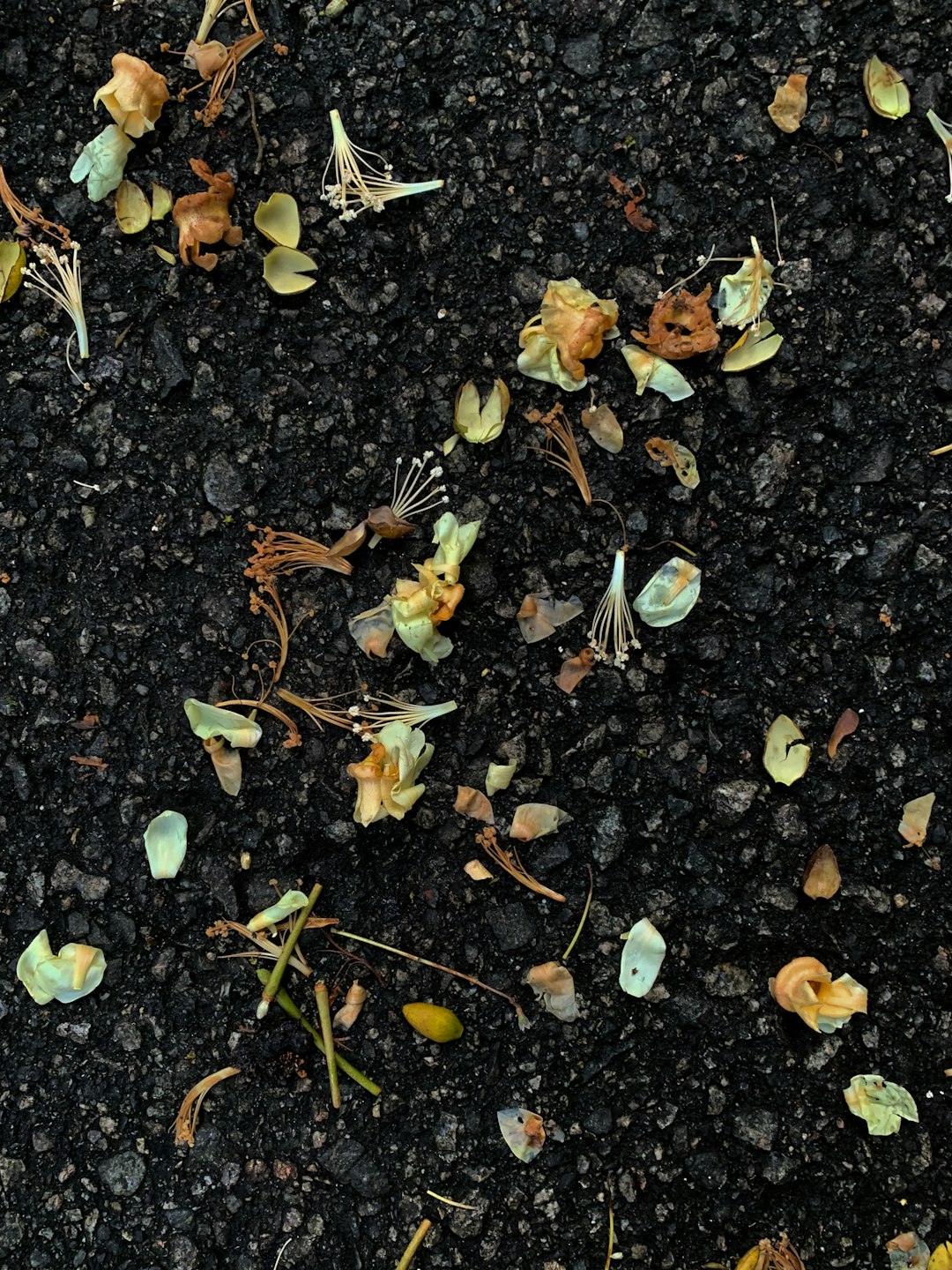 dried leaves on black soil