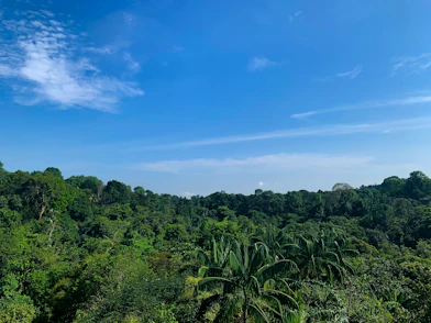 green trees under blue sky during daytime