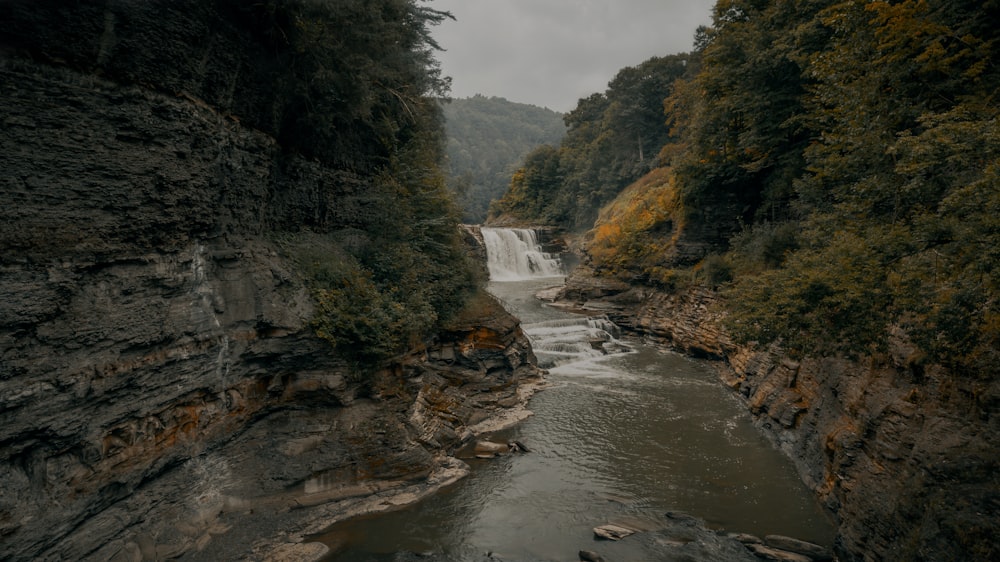 rivière entre les arbres verts pendant la journée