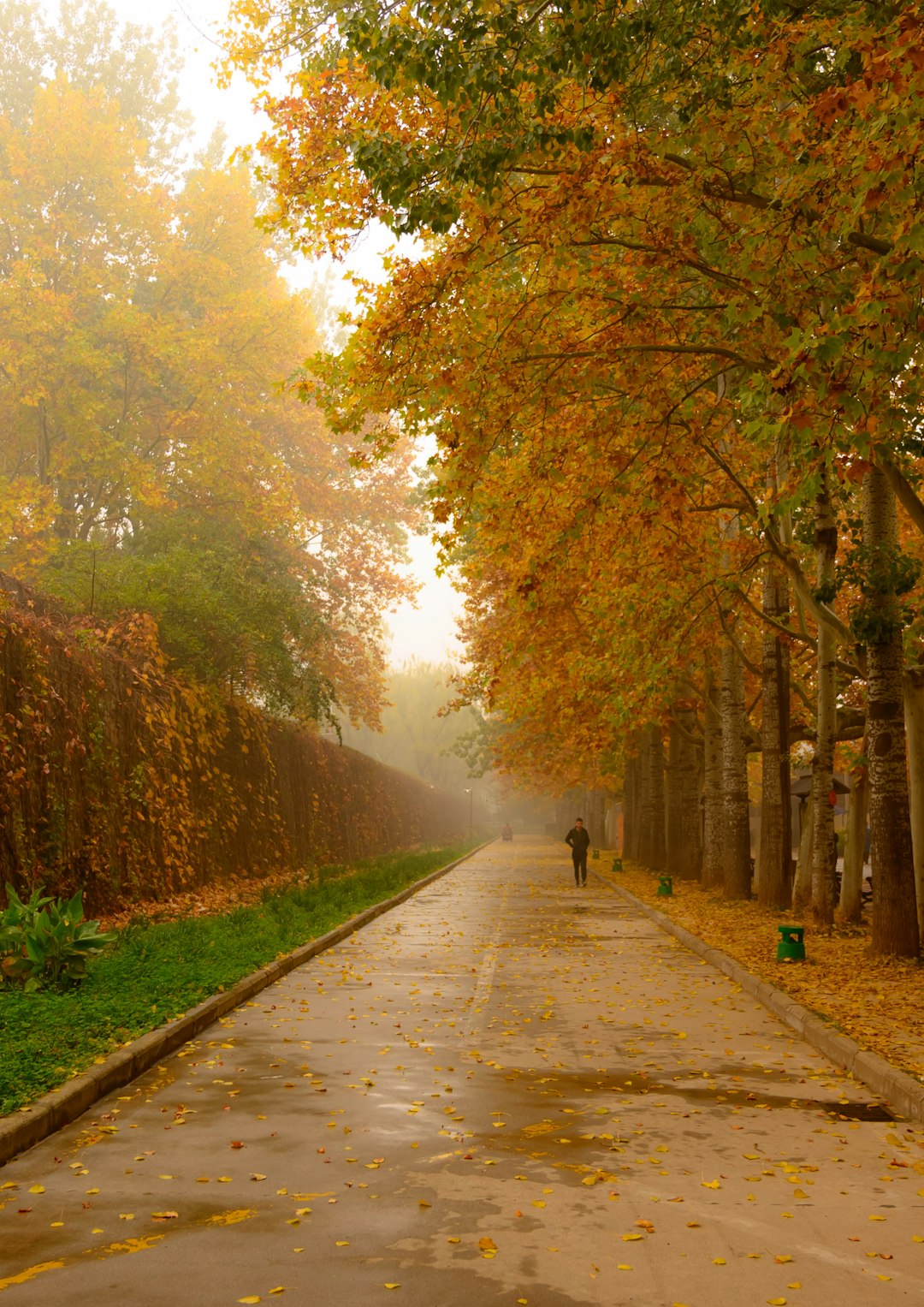 person walking on pathway between trees during daytime