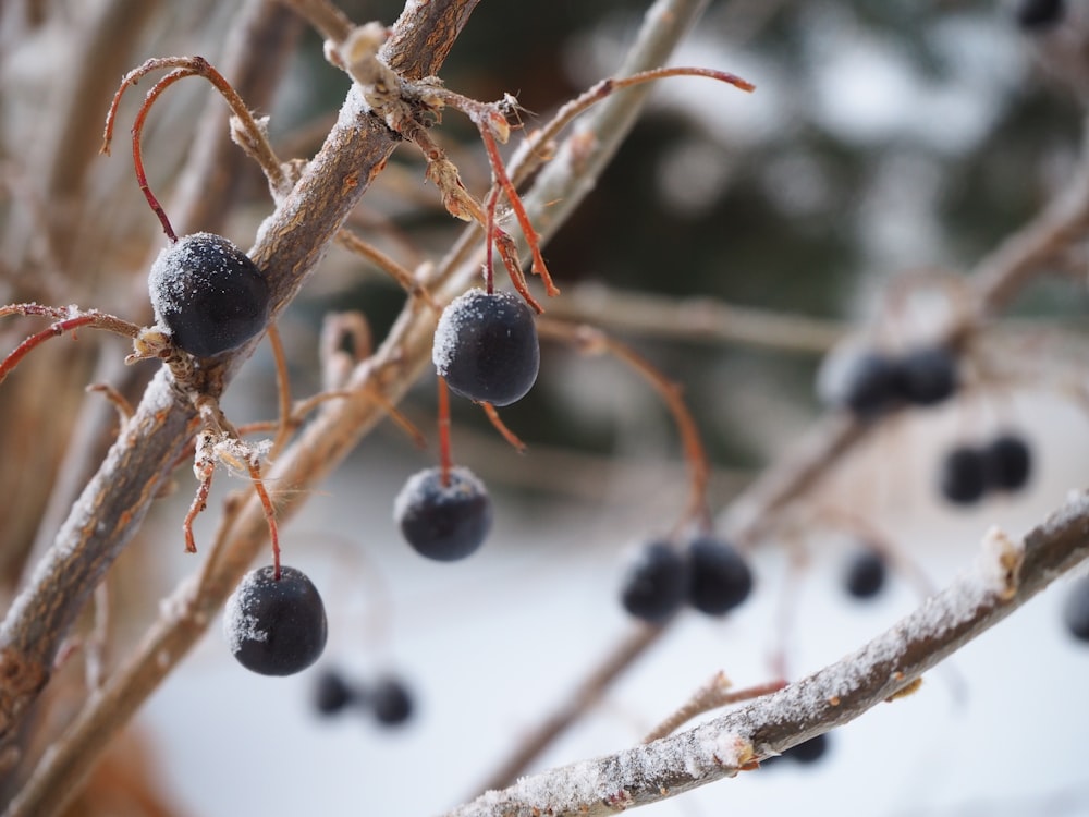 black round fruit on brown tree branch