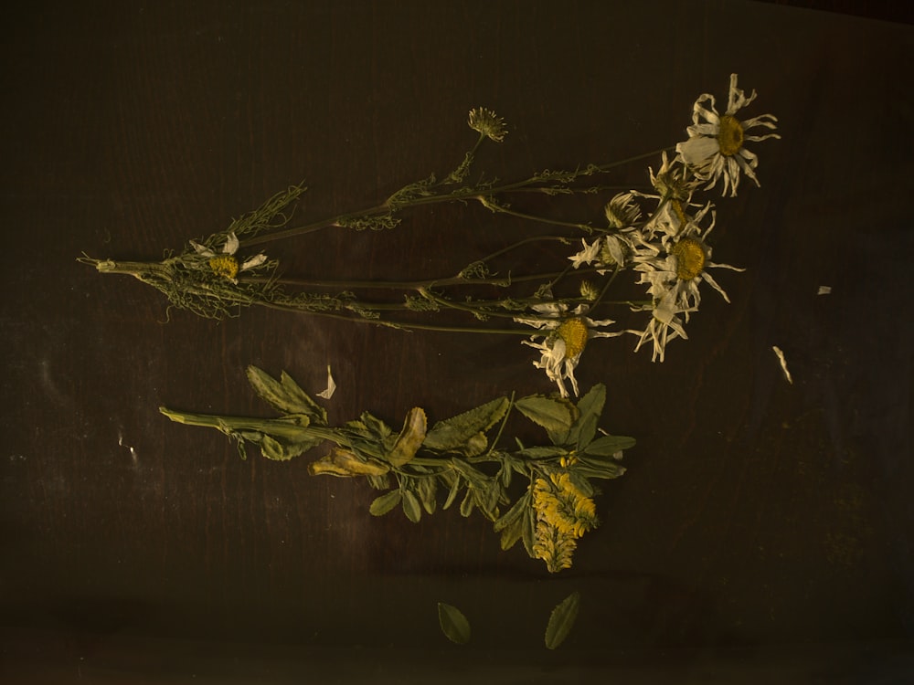 yellow flowers on green grass