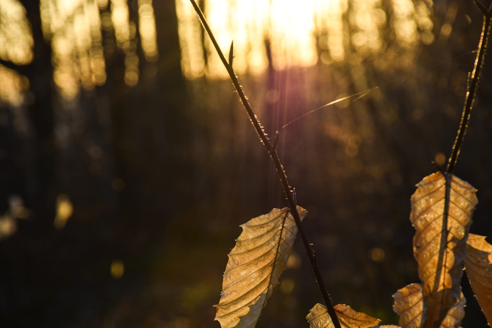 brown leaf in tilt shift lens