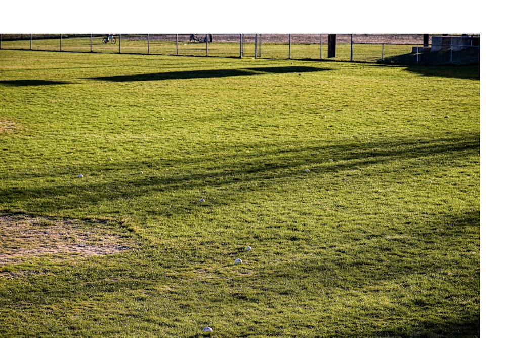 green grass field during daytime