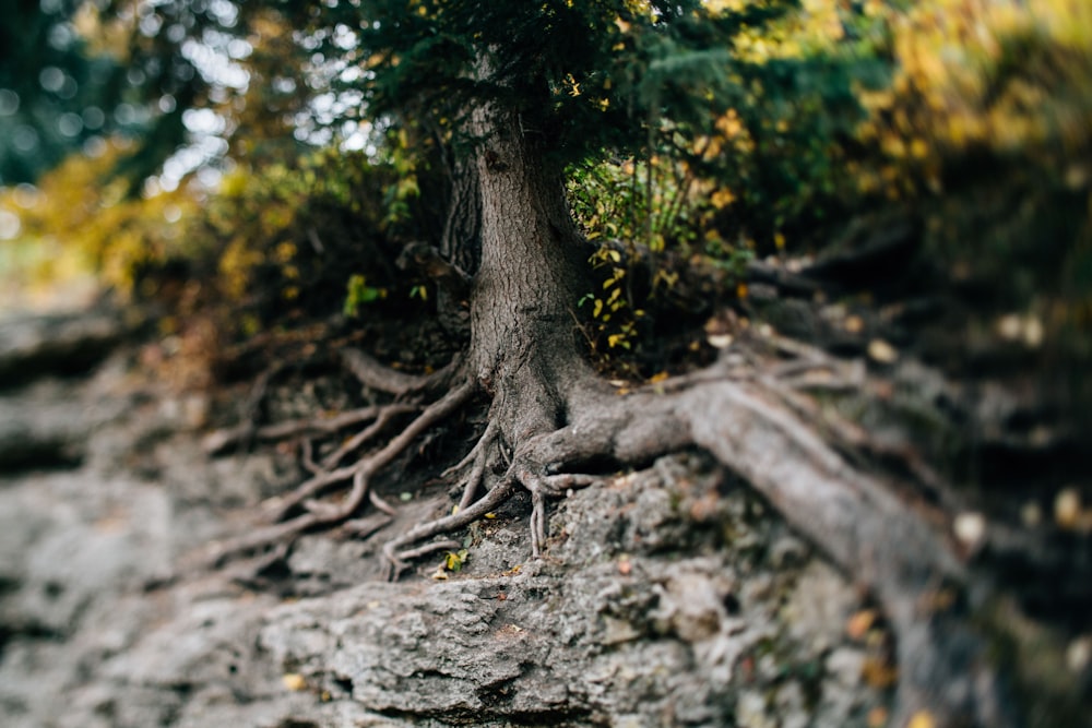 branche d’arbre brune sur sol gris pendant la journée