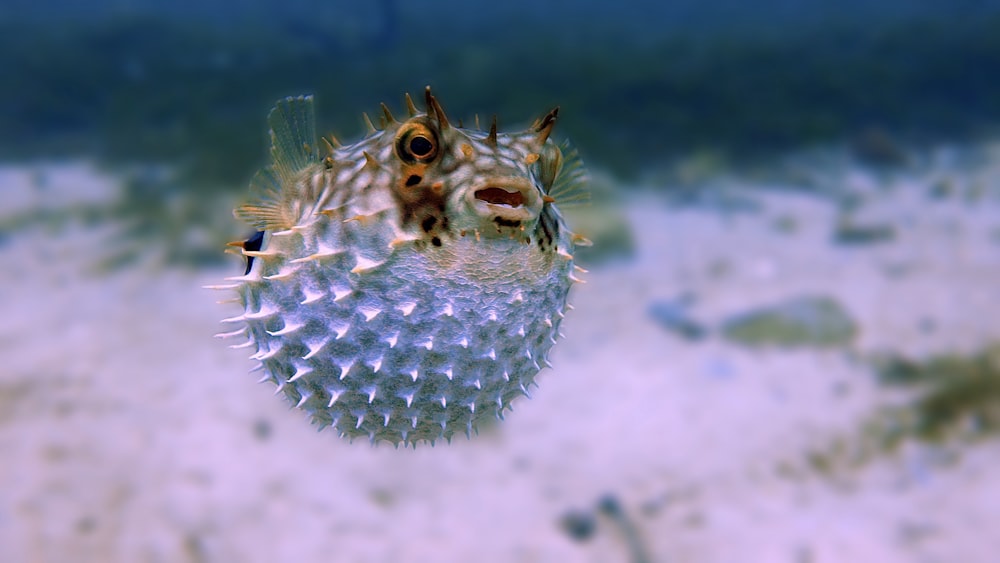 white and brown fish in close up photography