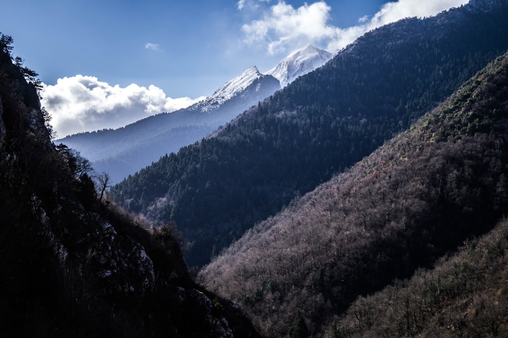 green trees on mountain under blue sky during daytime