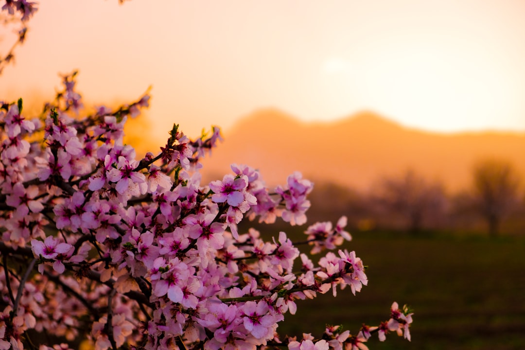 purple flowers with green leaves during daytime