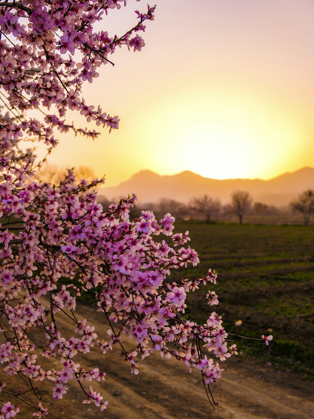 lila Blumen auf grünem Grasfeld bei Sonnenuntergang