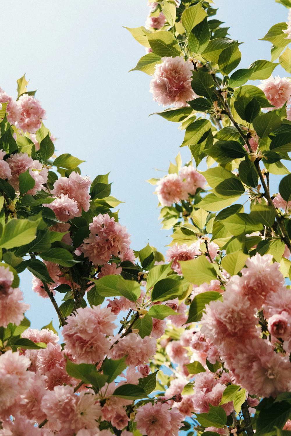 pink flowers with green leaves during daytime