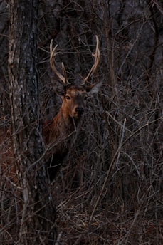 Ground Blind: One-way see-through mesh allows for a wide field of view while remaining concealed.