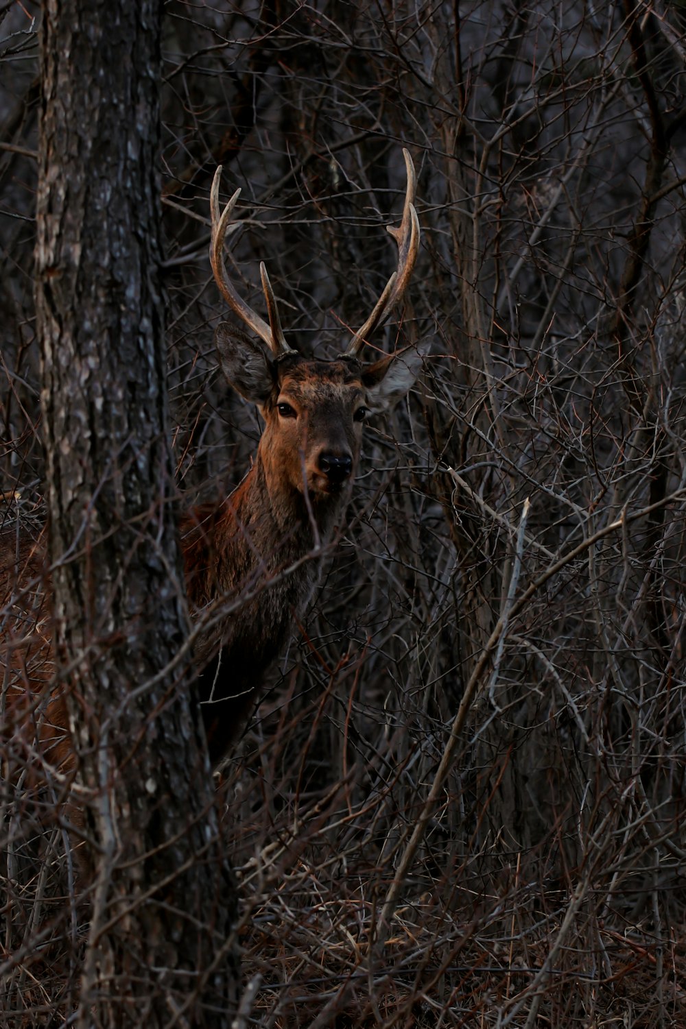 brown deer on brown tree branches