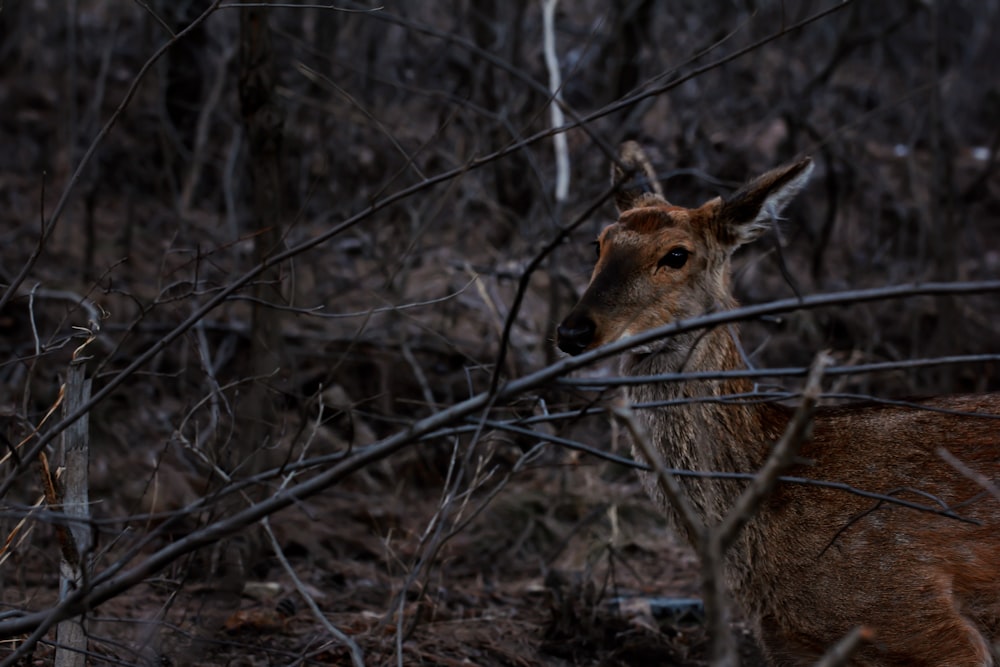 brown deer standing on brown soil during daytime