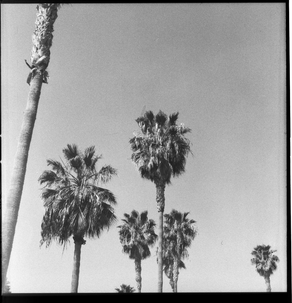 grayscale photo of palm tree