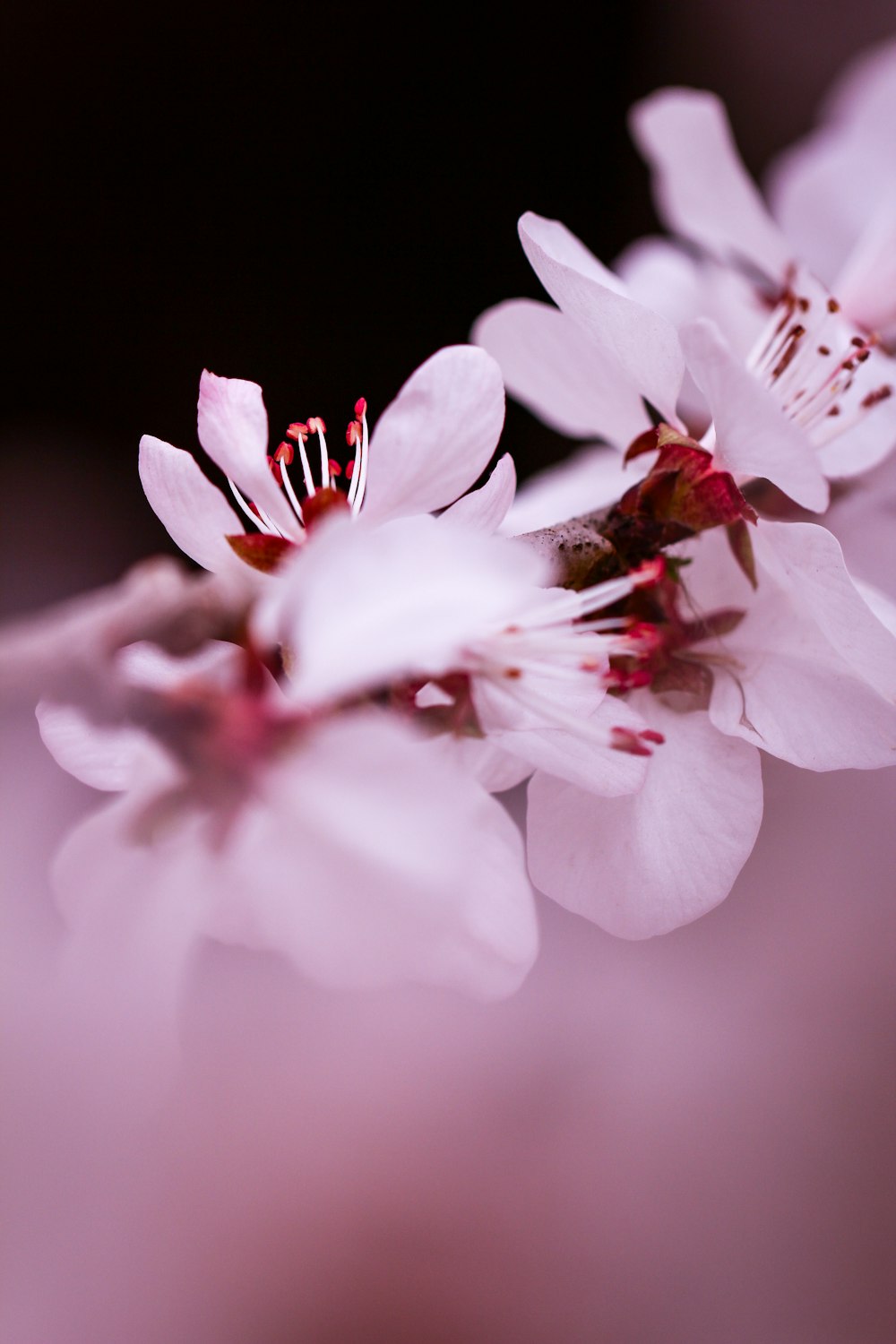 white and red flower in close up photography