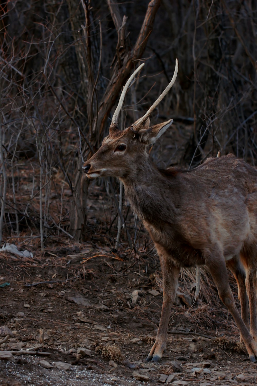 brown deer standing on brown soil during daytime