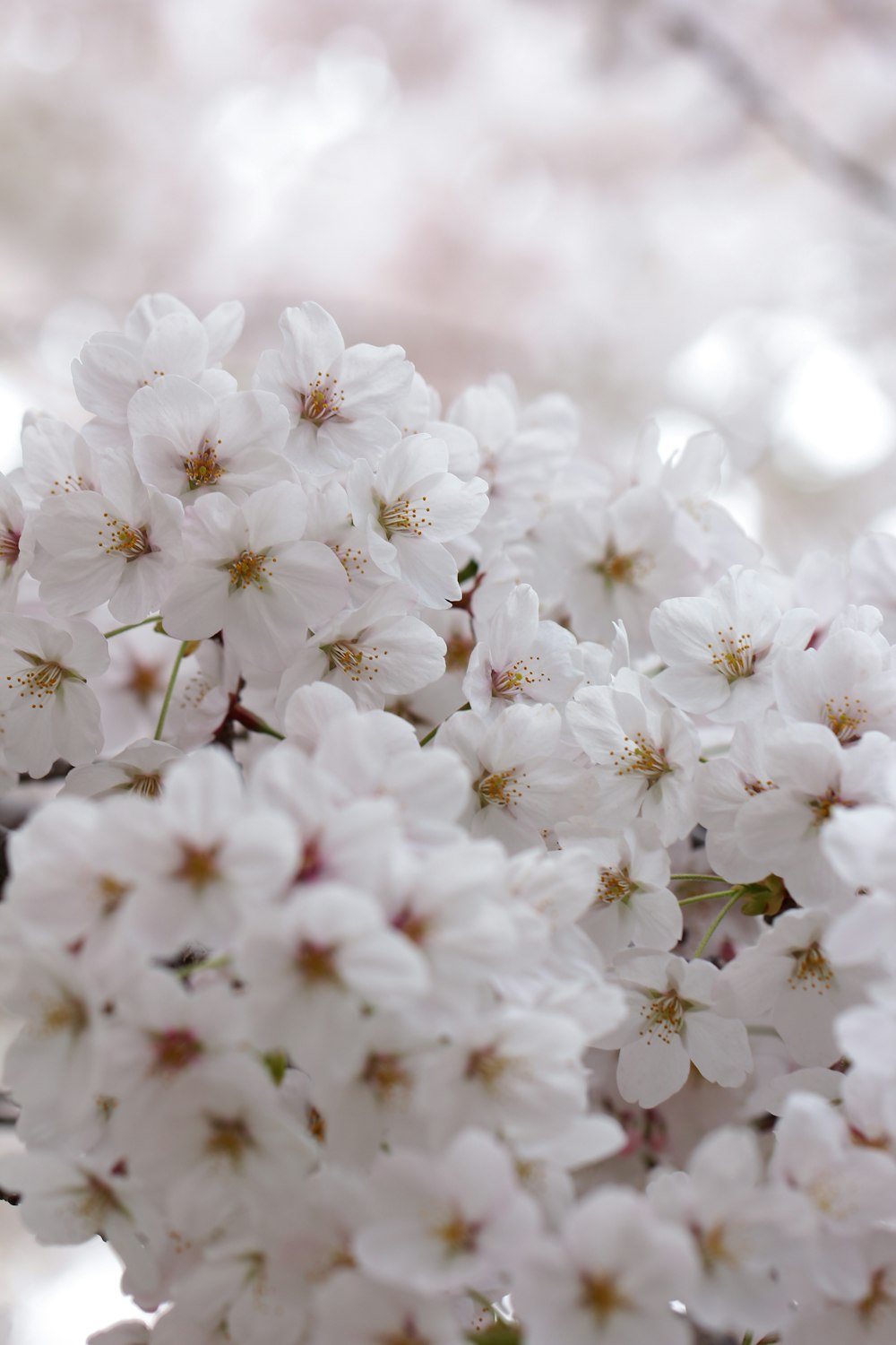 white flowers in tilt shift lens