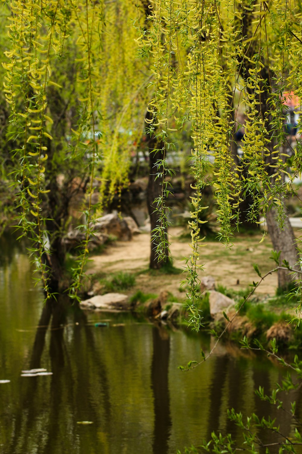 green grass near body of water during daytime