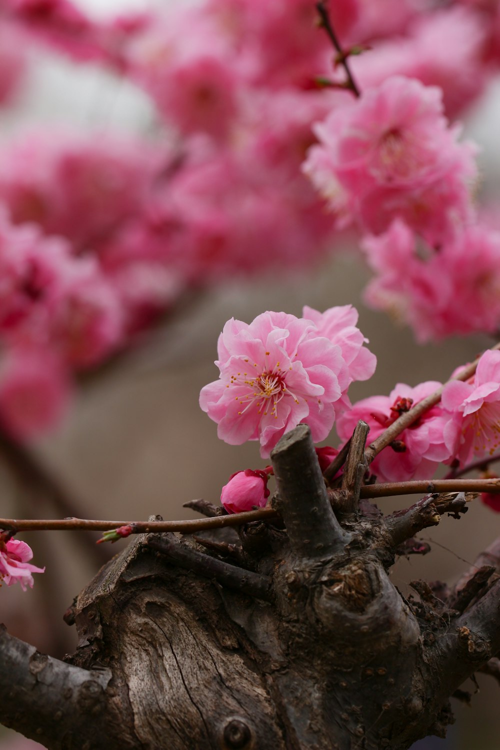 pink cherry blossom in close up photography