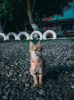 A tabby cat sits on a gravel path, surrounded by a background of painted white tires placed vertically and trees with lush foliage. A building in the background has the word 'CAFE' in neon red lights and other signage with Cyrillic script.