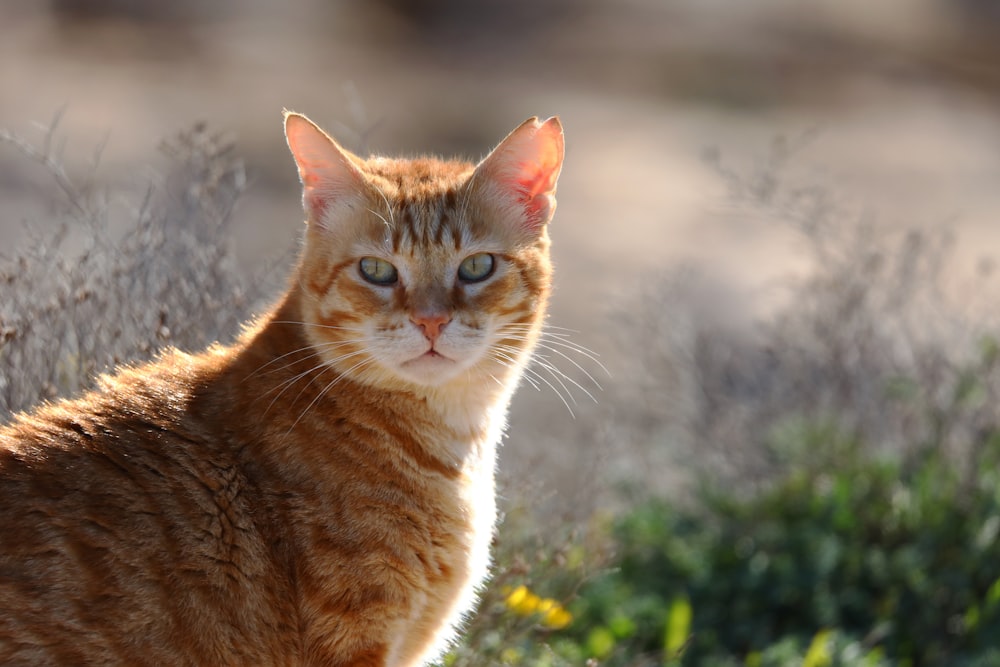 orange tabby cat on blue textile