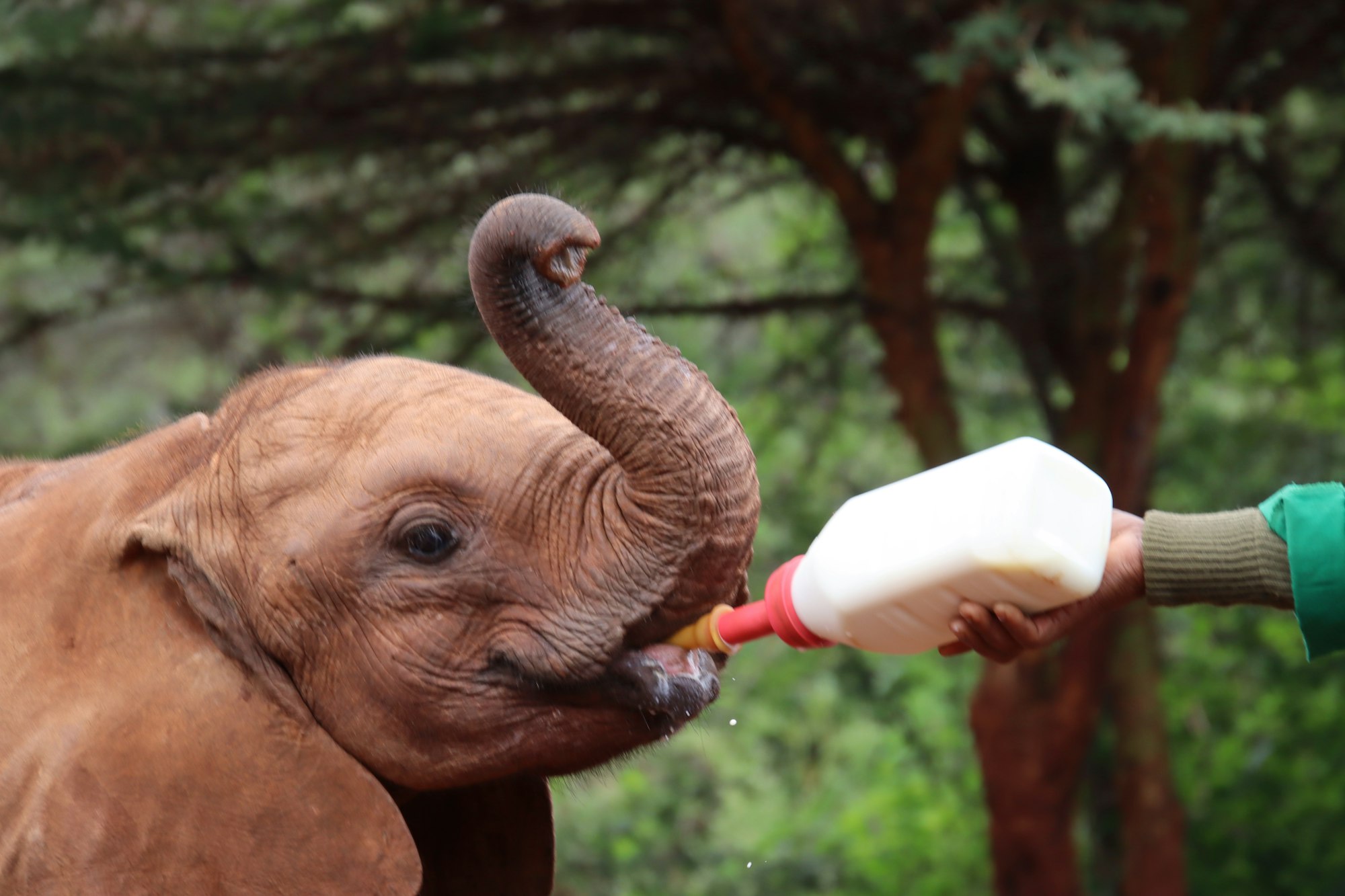 A baby orphan elephant having a bottle of formula before bedtime.