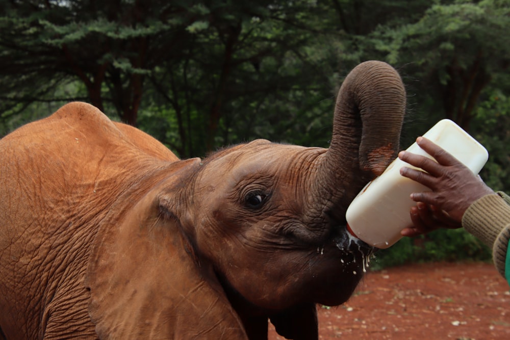 éléphant buvant de l’eau à partir d’une bouteille