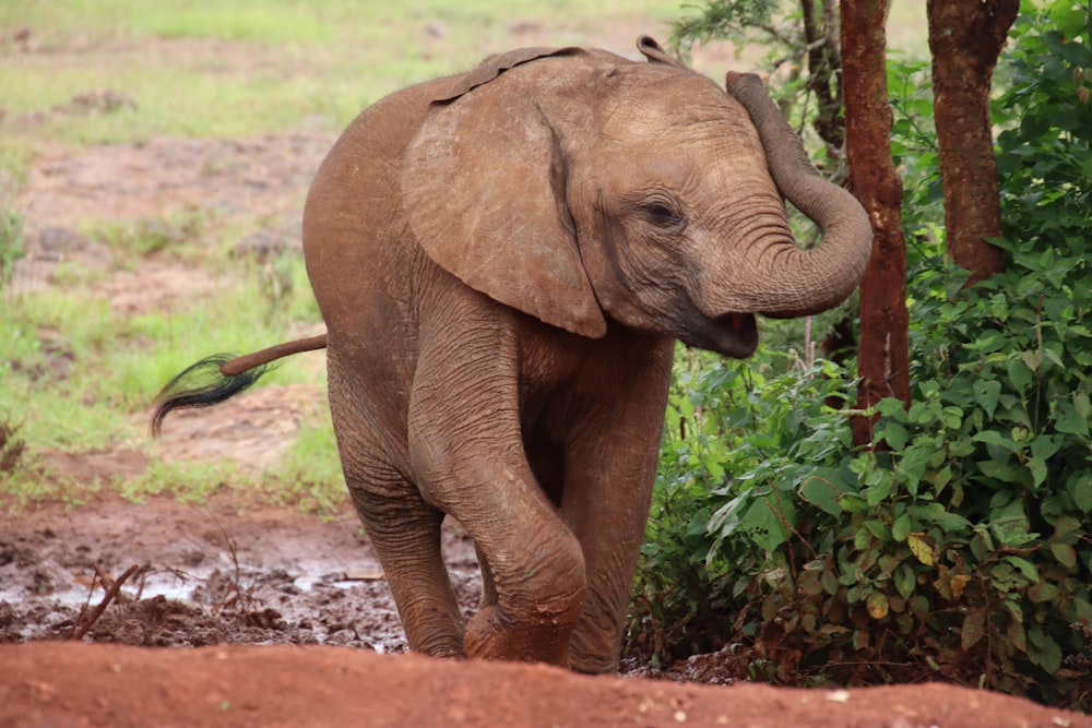 Elefante marrón caminando en suelo de tierra durante el día