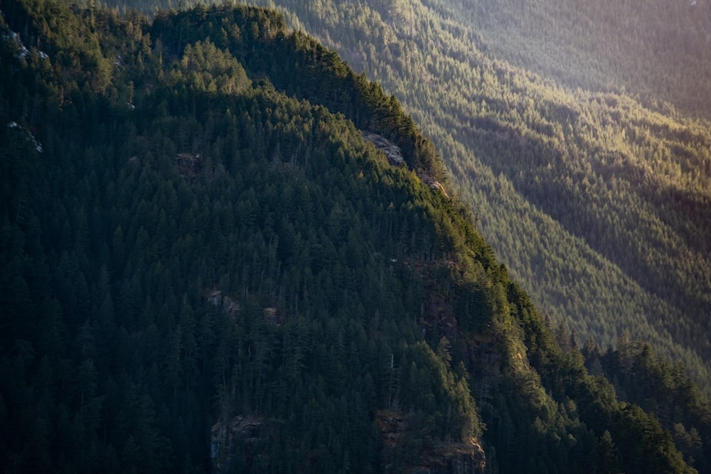 green trees on mountain during daytime