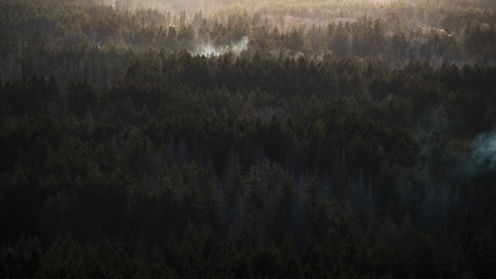 green trees on brown field during daytime